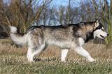 ALASKAN MALAMUTE 899